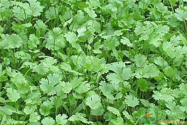 香菜什么時(shí)候種植最好？如何管理？-圖片版權(quán)歸惠農(nóng)網(wǎng)所有