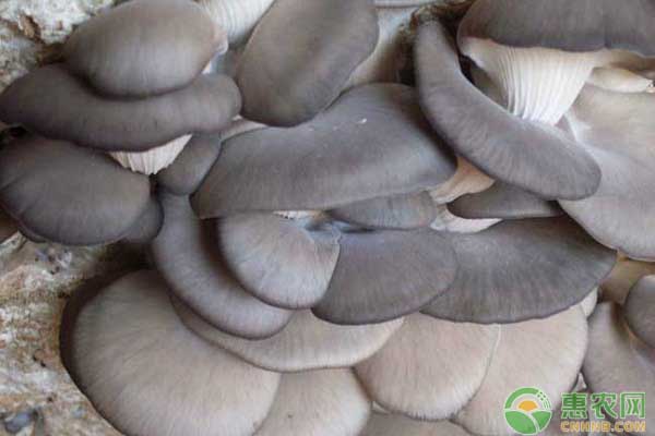 平菇种植最简单方法-图片版权归惠农网所有