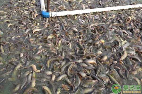 怎么养泥鳅？人工养殖泥鳅技术-图片版权归惠农网所有