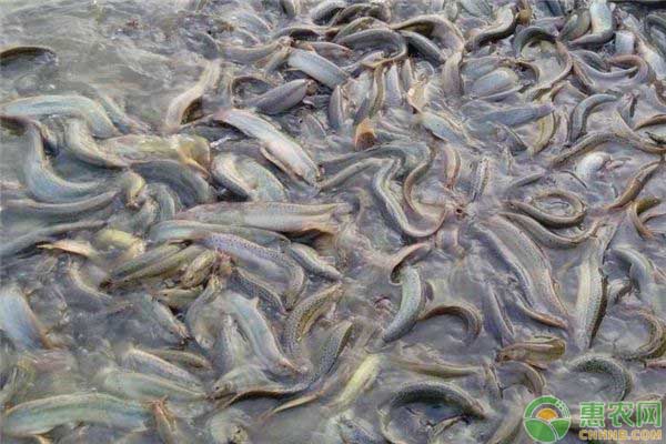 怎么养泥鳅？人工养殖泥鳅技术-图片版权归惠农网所有