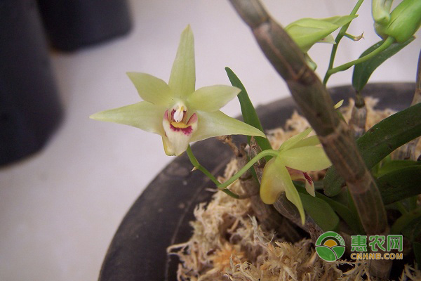 石斛長什么樣？如何養(yǎng)護開花多？-圖片版權(quán)歸惠農(nóng)網(wǎng)所有