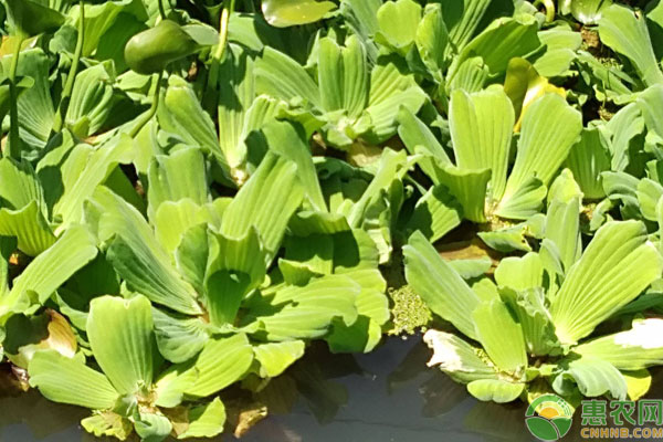 水芙蓉怎么养才好？-图片版权归惠农网所有