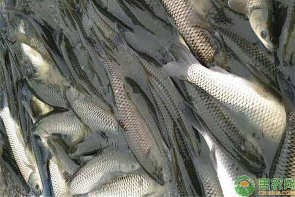 水产养殖课堂：鱼病用药要“十看”-图片版权归惠农网所有