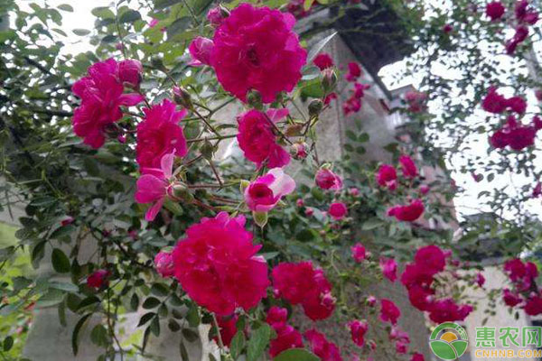 紅木香花的種植養(yǎng)護(hù)方法-圖片版權(quán)歸惠農(nóng)網(wǎng)所有