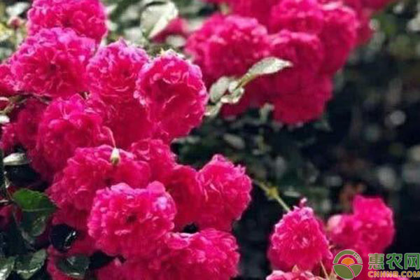 紅木香花的種植養(yǎng)護(hù)方法-圖片版權(quán)歸惠農(nóng)網(wǎng)所有