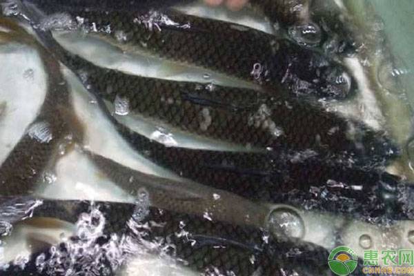水产养殖课堂：鱼病用药要“十看”-图片版权归惠农网所有