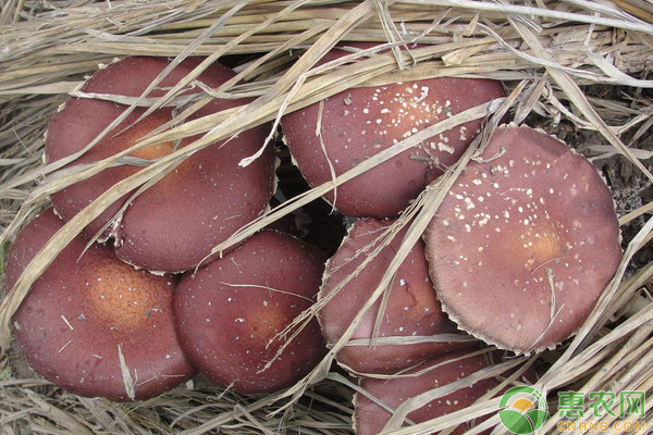 大球盖菇林下种植技术