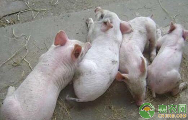 猪腹泻吃什么药好得快？-图片版权归惠农网所有