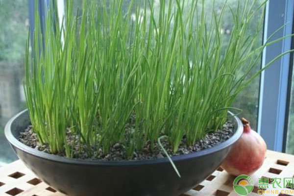 小香葱的种植方法和时间-图片版权归惠农网所有