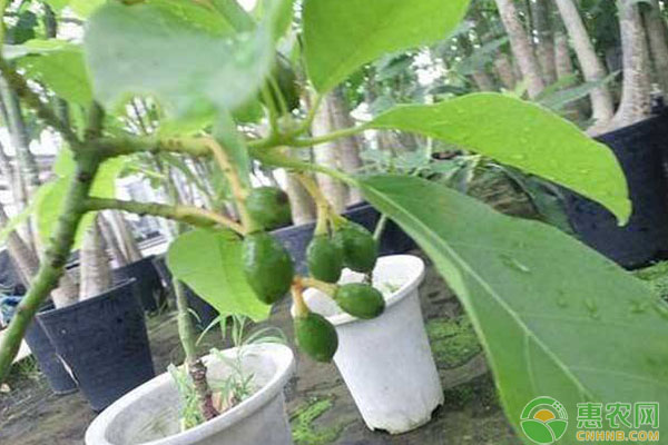 牛油果种子怎么种？-图片版权归惠农网所有
