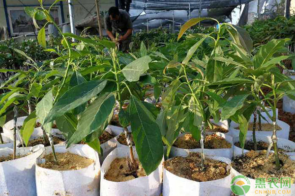 牛油果种子怎么种？-图片版权归惠农网所有