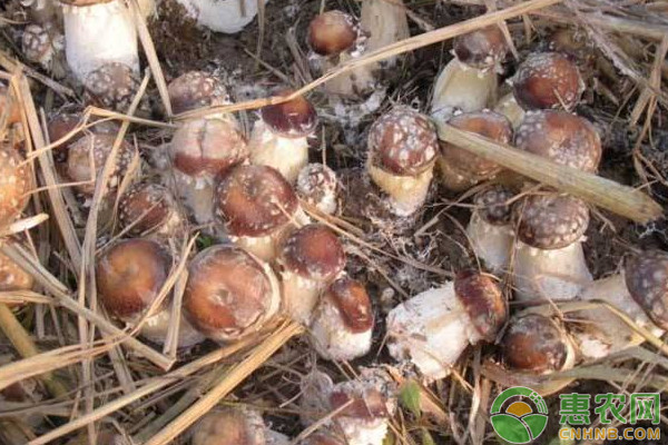 大球盖菇林下种植技术(图2)