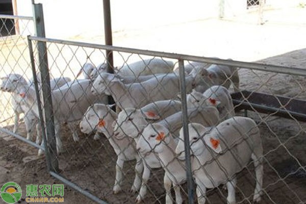 大棚养羊的好处和坏处是什么？搭建养羊大棚应注意哪些事项？