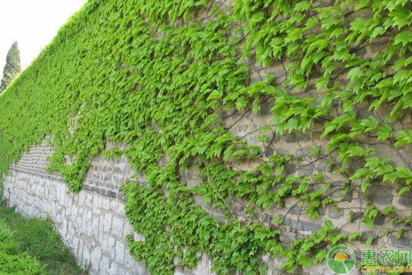 爬山虎怎么種植？這五大要點(diǎn)需掌握-圖片版權(quán)歸惠農(nóng)網(wǎng)所有
