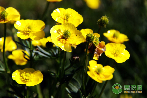 勿忘我花怎么養(yǎng)？有哪些注意事項(xiàng)？-圖片版權(quán)歸惠農(nóng)網(wǎng)所有
