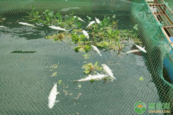 鱼塘消毒用什么最好？有哪些注意事项？-图片版权归惠农网所有