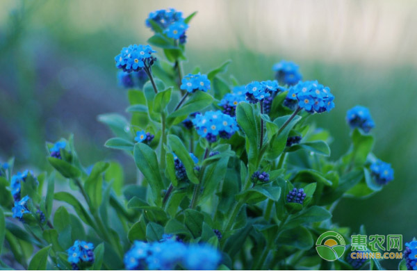 勿忘我花怎么養(yǎng)？有哪些注意事項(xiàng)？-圖片版權(quán)歸惠農(nóng)網(wǎng)所有
