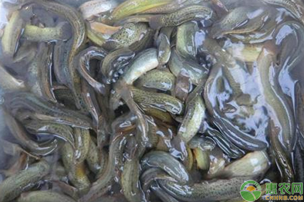泥鳅一亩的真实产量，泥鳅养殖利润分析