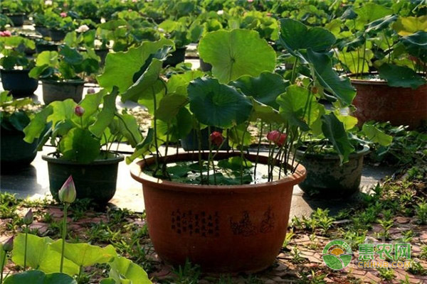 盆栽荷花的种植方法-图片版权归惠农网所有