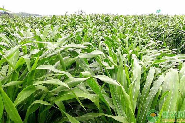 墨西哥玉米草种植方法技术-图片版权归惠农网所有