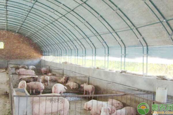大棚养猪的优缺点是什么？养猪大棚怎么盖？