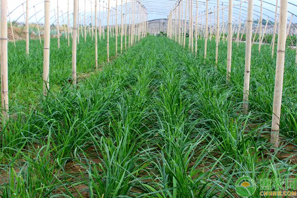 冬季大棚韭菜的種植方法-圖片版權(quán)歸惠農(nóng)網(wǎng)所有