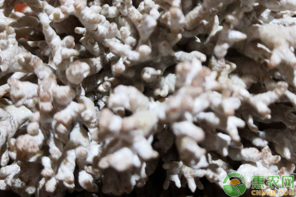 珊瑚菌多少钱一斤？可以人工种植吗？（附珊瑚菌营养价值）