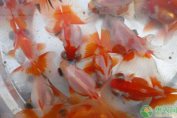 金魚吃什么？有哪些喂養(yǎng)要點(diǎn)？-圖片版權(quán)歸惠農(nóng)網(wǎng)所有