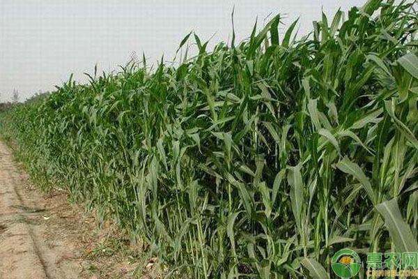 墨西哥玉米草种植方法技术-图片版权归惠农网所有