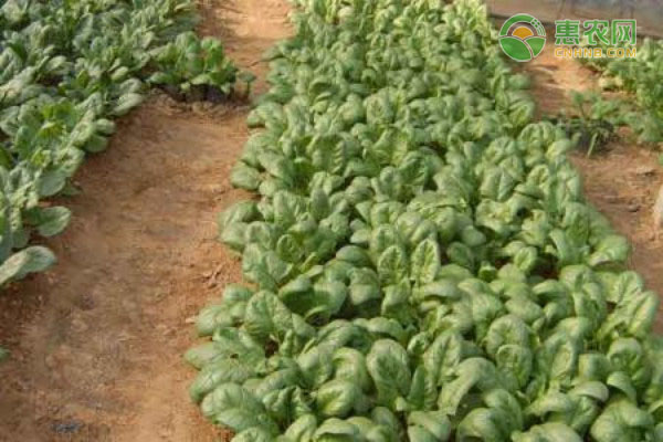 菠菜的種植方法和時間-圖片版權(quán)歸惠農(nóng)網(wǎng)所有