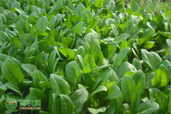 菠菜的種植方法和時間-圖片版權(quán)歸惠農(nóng)網(wǎng)所有