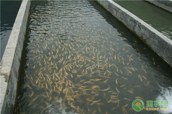 高效養(yǎng)魚(yú)技術(shù)及注意事項(xiàng)-圖片版權(quán)歸惠農(nóng)網(wǎng)所有
