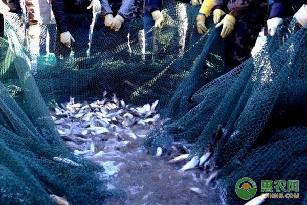 高效養(yǎng)魚(yú)技術(shù)及注意事項(xiàng)-圖片版權(quán)歸惠農(nóng)網(wǎng)所有