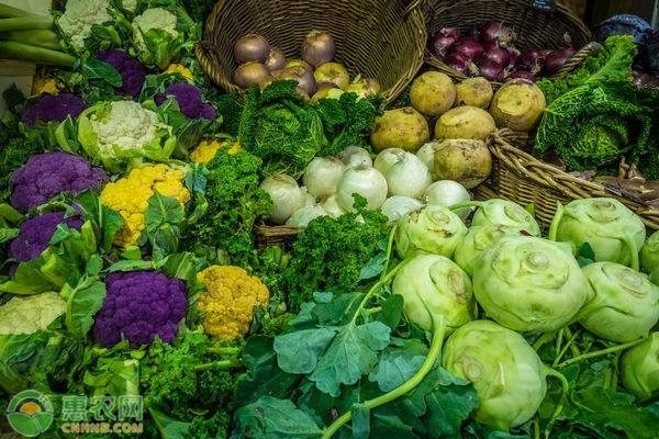 2020年9月全国蔬菜价格最新行情预测