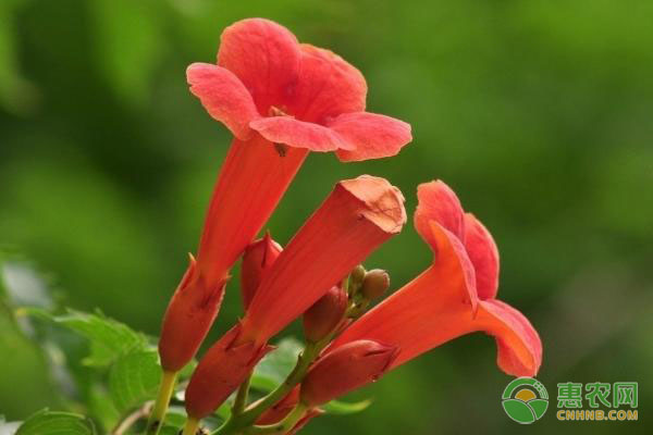 凌霄花的養(yǎng)殖方法-圖片版權(quán)歸惠農(nóng)網(wǎng)所有