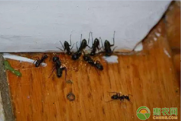 蚂蚁怎么消灭用什么药？教你几个小妙招