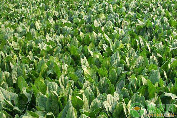 菠菜的種植方法和時間-圖片版權(quán)歸惠農(nóng)網(wǎng)所有