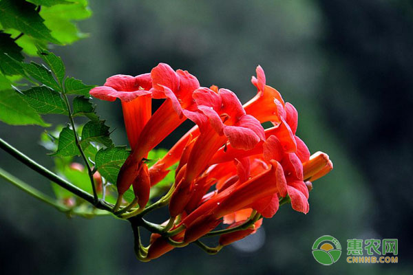 凌霄花的養(yǎng)殖方法-圖片版權(quán)歸惠農(nóng)網(wǎng)所有