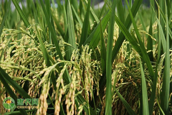 2020年9月全国水稻价格最新行情