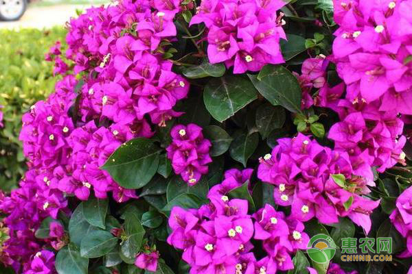 光葉子花與葉子花有何區(qū)別？光葉子花養(yǎng)護(hù)方法-圖片版權(quán)歸惠農(nóng)網(wǎng)所有
