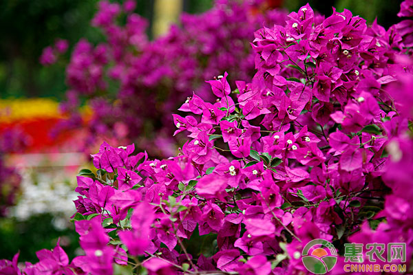 光葉子花與葉子花有何區(qū)別？光葉子花養(yǎng)護(hù)方法-圖片版權(quán)歸惠農(nóng)網(wǎng)所有