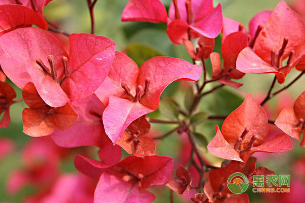 光葉子花與葉子花有何區(qū)別？光葉子花養(yǎng)護(hù)方法-圖片版權(quán)歸惠農(nóng)網(wǎng)所有