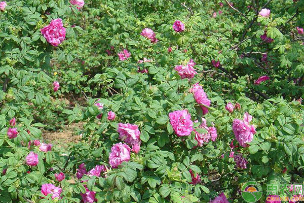 四季玫瑰价格多少钱一棵？如何养护四季玫瑰？