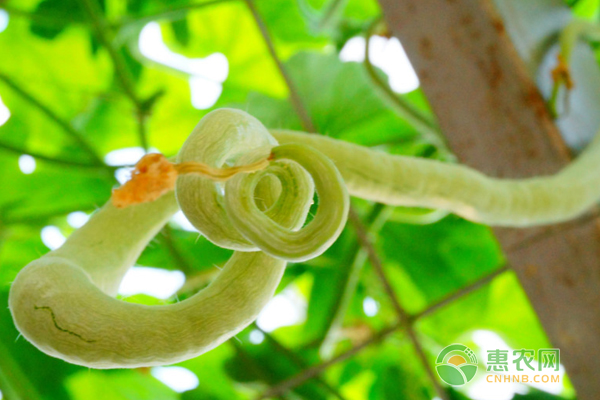 蛇瓜種植時(shí)間和方法-圖片版權(quán)歸惠農(nóng)網(wǎng)所有