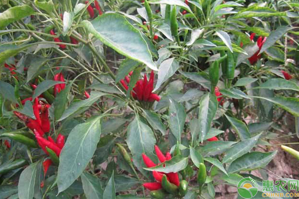 指天椒種植技術(shù)與管理-圖片版權(quán)歸惠農(nóng)網(wǎng)所有