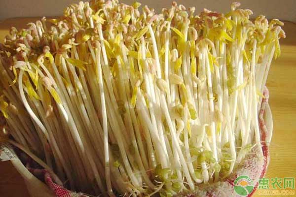 怎么種植豆芽簡(jiǎn)單？-圖片版權(quán)歸惠農(nóng)網(wǎng)所有
