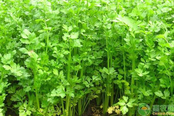 小芹菜什么季節(jié)種植最佳？種植有哪些要點(diǎn)？-圖片版權(quán)歸惠農(nóng)網(wǎng)所有