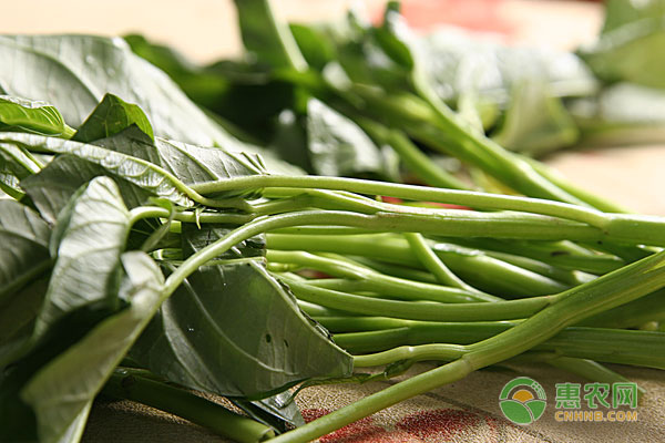 家里陽臺可種什么菜？這20種蔬菜很適合！-圖片版權歸惠農網所有