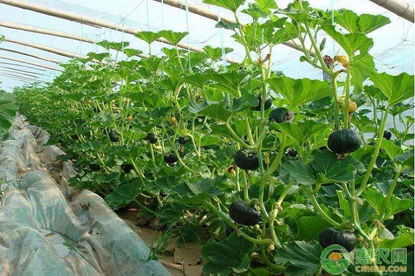 南瓜怎么種？大棚南瓜的種植方法介紹-圖片版權(quán)歸惠農(nóng)網(wǎng)所有