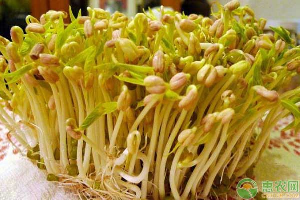 怎么種植豆芽簡(jiǎn)單？-圖片版權(quán)歸惠農(nóng)網(wǎng)所有